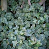 カリン,ハナズオウ,ハナモモ,アイビー（ヘデラ）,ハナカイドウの画像