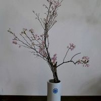 啓翁桜,いけばな,花のある暮らし,花のある生活,GS映えの画像