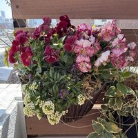 パンジー,寄せ植え,ベランダガーデニング,ハンギングバスケット,バルコニーガーデニングの画像