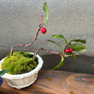 盆栽,小品盆栽,苔 (コケ),庭の画像