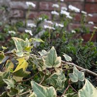 アイビー,オオキバナカタバミ,寄せ植え,春の訪れ,バラのある暮らしの画像