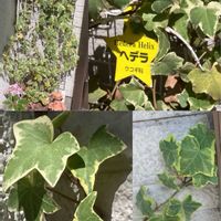 スノーフレーク,スノーフレーク,ツルニチニチソウ,ツルニチニチソウ,ムスカリの画像