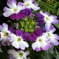 クリスマスローズ,クリスマスローズ,バーベナ,バーベナ,アネモネ ポルトダブルの画像