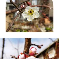 イチゴ,葉牡丹 リース,イチゴ狩り食べ放題,実梅ジャンボ高田,実梅ジャンボ高田の画像