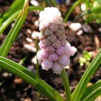 カタクリ,カタクリ,チオノドクサ,チオノドクサ,チオノドクサの画像