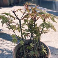 モミジ,鉢植え,春の訪れ,季節感,庭の画像