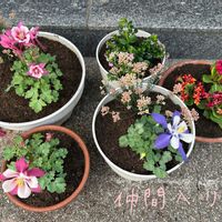 クフェア,プリムラ　ジュリアン,オダマキ キリガミ,ライスフラワー カラーサプライズ,鉢植えの画像