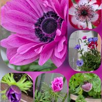 アネモネ,サイネリア,ユキヤナギ,ユキヤナギ,パンジーの画像