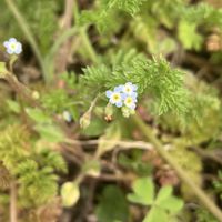 キュウリグサ,スイセン,八重咲き水仙レプリート,花のある暮らし,GSのみなさんに感謝♡の画像