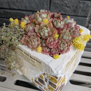 多肉植物,葉挿し,多肉寄せ植え,実生苗,実生っ子の画像