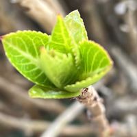 アジサイ,新芽,花を通じて愛と平和を,グリーンで癒されてねの画像