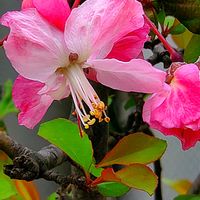 サクラ,モッコウバラ,ヤグルマギク,アイビー,アイビー（ヘデラ）の画像