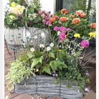 アルメリア,ティアレラ,ベロニカ・マダムマルシア,コロニラ バレンティナ バリエガーター,シレネユニフローラの画像