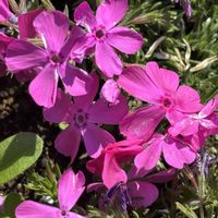 シバザクラ,シバザクラ,ネメシア,ネメシア,ユリオプスデージーの画像