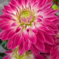 カロライナジャスミン,カロライナジャスミン,ゼラニウム,ゼラニウム,ゼラニウムの画像