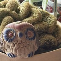 サボテン,ハートカズラ,ペンデンス,桃美人,金手毬綴化の画像