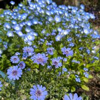 ネモフィラ,フェリシア,いつもありがとう♡,キラキラ✨,繋がりに感謝✨の画像