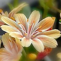 レウィシア,レウィシア,多肉植物,山野草,登山の画像