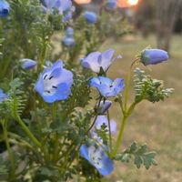 ネモフィラ,金魚草,ミニダリア,春ですね♪,お花に感謝の画像