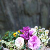 ヘデラ,ワイヤープランツ,アイビー,葉牡丹,ビオラの画像