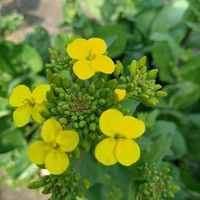 コマツナ,小松菜,我が家の畑,おうち園芸,小松菜の菜の花の画像