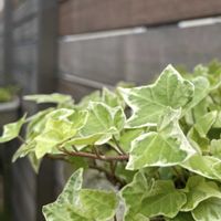 ドラセナ,アイビー,アイビー（ヘデラ）,ドラセナ・コンシンネ,エレモフィラ エミュープランツの画像