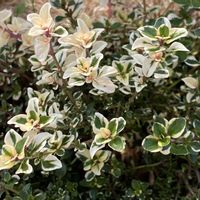 タイム,斑入りタイム,斑入りタイムドレスホワイト,ハーブ,ハンギングバスケットの画像