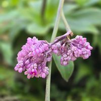 ツユクサ,トリポガンドラ・ワルスケウィクジアナ,トリポガンドラ・ワルスケウィジアナ,季節の花,季節の風物詩の画像