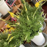 エニシダの画像