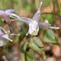 イカリソウ,山野草,お出掛け先,山の公園,山野草マニアの画像