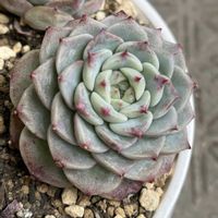 マッコス,ピンクスポット,ブルーピーファウル,ぷりぷり多肉,マッコス丼の画像