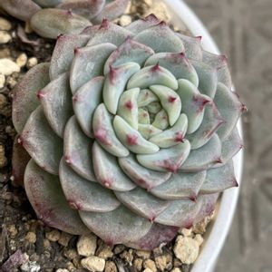 マッコス,ピンクスポット,ブルーピーファウル,ぷりぷり多肉,マッコス丼の画像