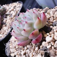 エケベリア,多肉植物,多肉男子,名前が分からなくなった,リビング・ダイニングの画像