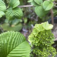 オオデマリ,素敵な出会い,季節を楽しむ,胸キュン,庭の画像