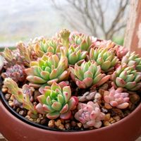 ルンヨニー,ピーチプリデ,夕映え,マッコス,琴爪菊の画像