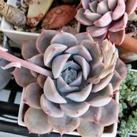 ガーデニング,多肉棚,ウッドデッキ,多肉植物とサボテン,DAISO産の画像