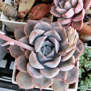 ガーデニング,多肉棚,ウッドデッキ,多肉植物とサボテン,DAISO産の画像