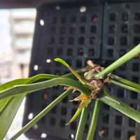 アンスリウム,アンスリウム・ビッタリフォリウム,アンスリウム・ビッタリフォリウム,観葉植物,観葉植物を楽しむの画像