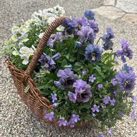 バコパ,ヘリクリサム ホワイトフェリー,ネメシア　ピンクレモネード,ビオラ　レディ,カゴ寄せの画像