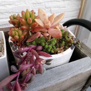 ガーデニング,多肉棚,ウッドデッキ,多肉植物とサボテン,おうち園芸の画像