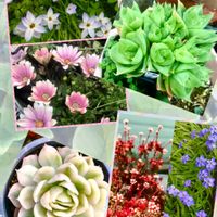 ハナニラ,ハナニラ,紅稚児,ディモルホセカ,ラモサの画像