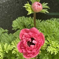 アネモネ,胡蝶の舞,ソメイヨシノ,たんぽぽ,仕立て直し後の画像