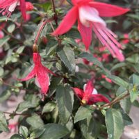 フクシア,フクシア,アカバナ科,お店の花,幸せを呼ぶフクロウ祭りの画像