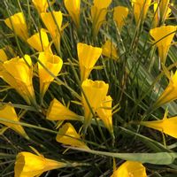 ハナニラ,キンセンカ,ムスカリ,菜の花,ナノハナの画像