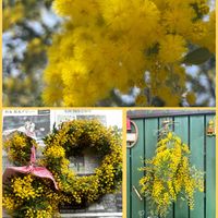 ミモザ,リース,スワッグ,元気もらえる,お花のある暮らしの画像