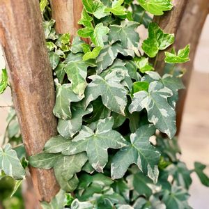 アイビー（ヘデラ）,アイビー（ヘデラ）,観葉植物,つる性植物,꒰ღ˘◡˘ற꒱かわゅ~の画像