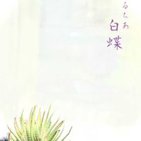 ハオルチア 白蝶,多肉植物,ハオルチア属,ちっちゃいものクラブ,美白ハオさん♡の画像