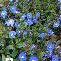 シレネ,ベロニカ・オックスフォードブルー,ベロニカ ウォーターペリーブルー,花のある暮らし,春の訪れの画像