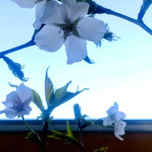 アプローチの画像