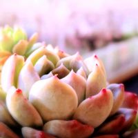 ザクロ,黒葉スミレ,ジェイドフェイス,多肉植物,幸せの多肉の画像